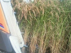 最近の田んぼの様子　from中条農産