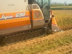 最近の田んぼの様子　from中条農産