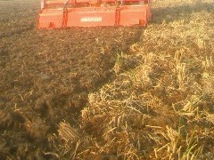 稲刈りも終わり…