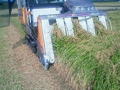 稲刈り終了！