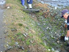 川掃除。