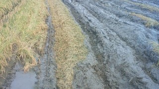 最近の田んぼの様子　from中条農産