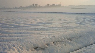 最近の田んぼの様子　from中条農産