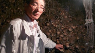 さといもの保管所