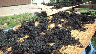 よもぎを干しました