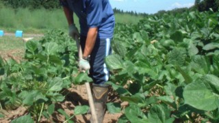 小豆の土寄せをしました。