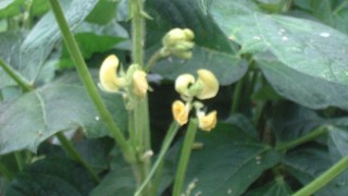 小豆の花が咲きました！