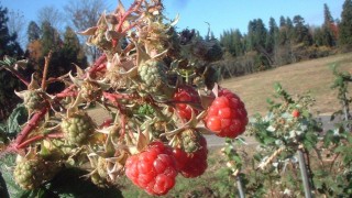 ラズベリーの実