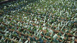 ゆうごう１３日目