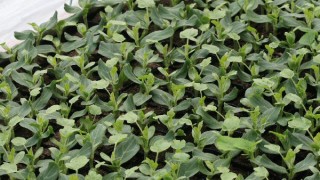 植えるまであと半月