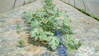 成長してます。