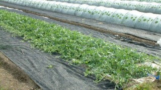 伸び伸びしました