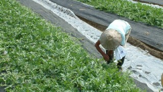 真っ直ぐに伸びろー