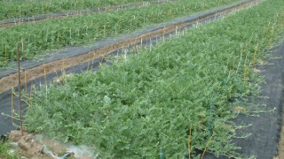 着花棒立て終了