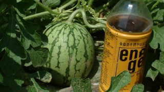 今のところ一番早い