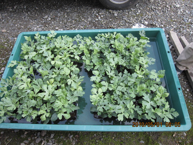 どぶ漬けした苗