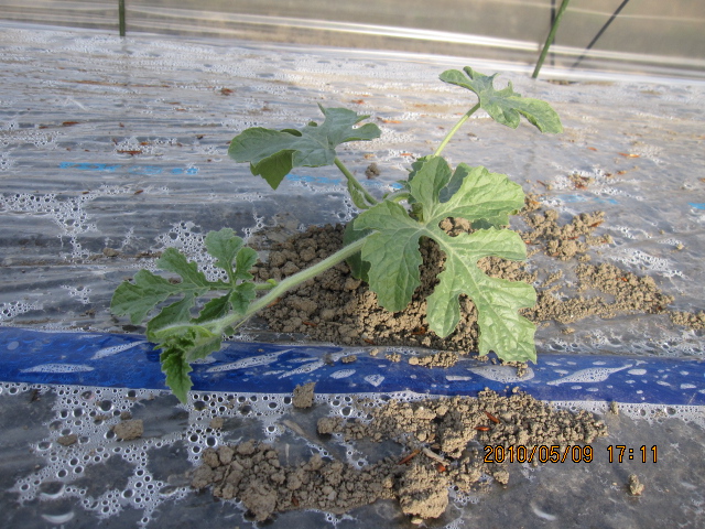 植えてから8日経過