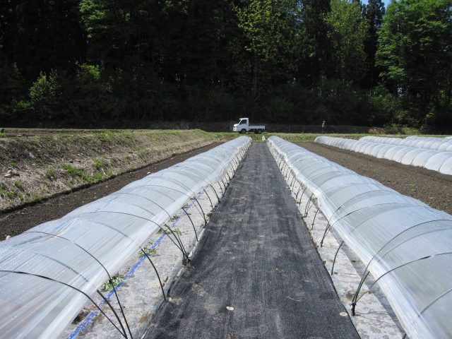 わらいらず敷き