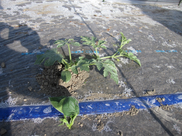 植えてから約2週間