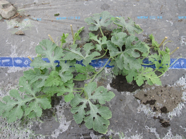 整枝作業が完了