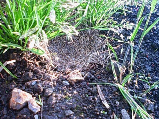 すいか畑で発見！