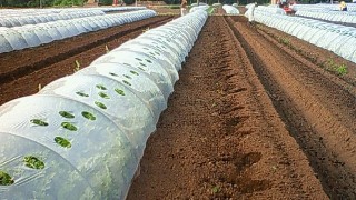 連日の真夏日の中