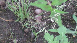 またしても卵が！