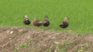 田んぼの観察中？