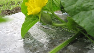 まだまだ小さいな