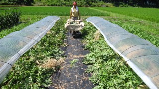 祭ばやしの収穫開始