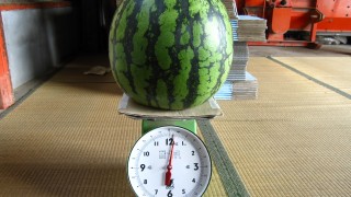 本日のチャンピオン