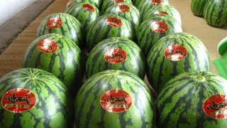 富士光の収穫開始、完熟です