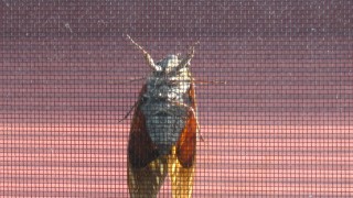 時間が適当な目覚まし