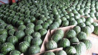 ようやく本格的に