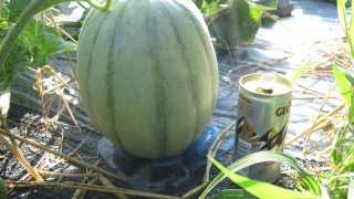 ちょっと見ない間に