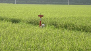 田んぼの番人