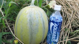 あれから約2週間