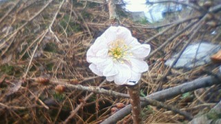 折れた桜の枝にも花が！