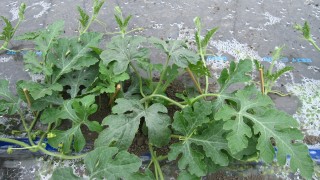 祭ばやし（大玉）の整枝