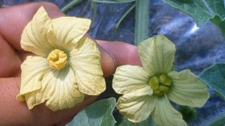 今日から授粉開始です！！！