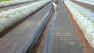 ワラいらず敷き