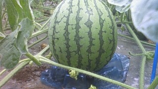 小玉君に座布団！