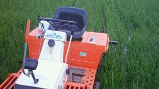 スイカの作業の間に