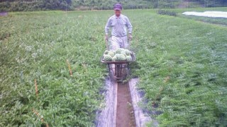 玉出し（富士光）