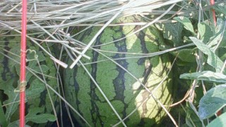 すいかも節電対策。