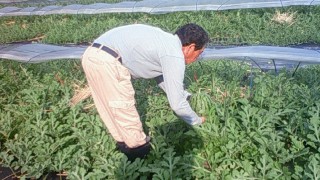 待ちに待った収穫！