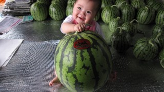 初もぎチャンピオン