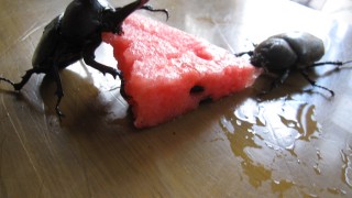 夏の王者VS夏の王者