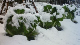 とうとう降りました！