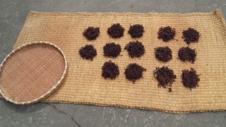 ゼンマイのその後